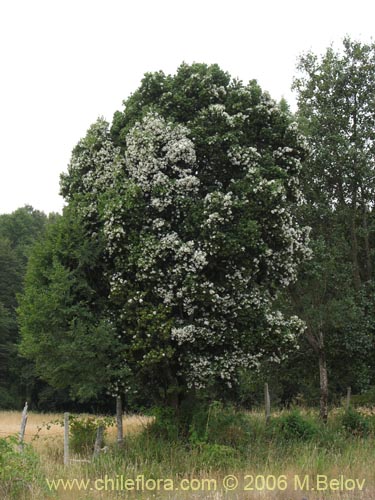 Image of Eucryphia cordifolia (Ulmo). Click to enlarge parts of image.